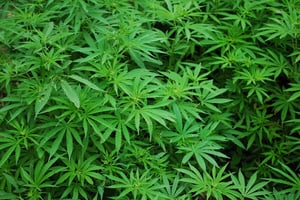 cannibus-plants from MJBizCon