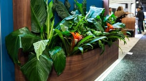 tradeshow booth plants